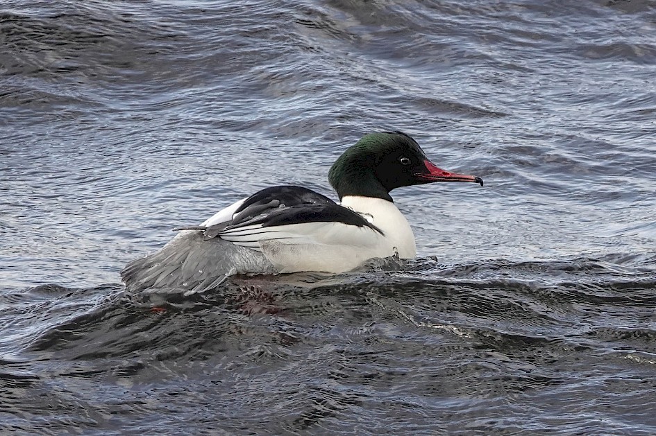 Goosander, 1/500 sec. f/5.6, ISO 500, 220 mm