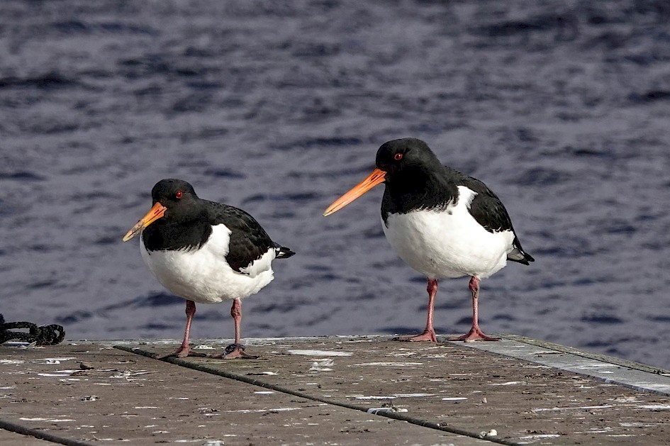 Oystercatchers, 1/500 sec. f/5.6, ISO 160, 220 mm
