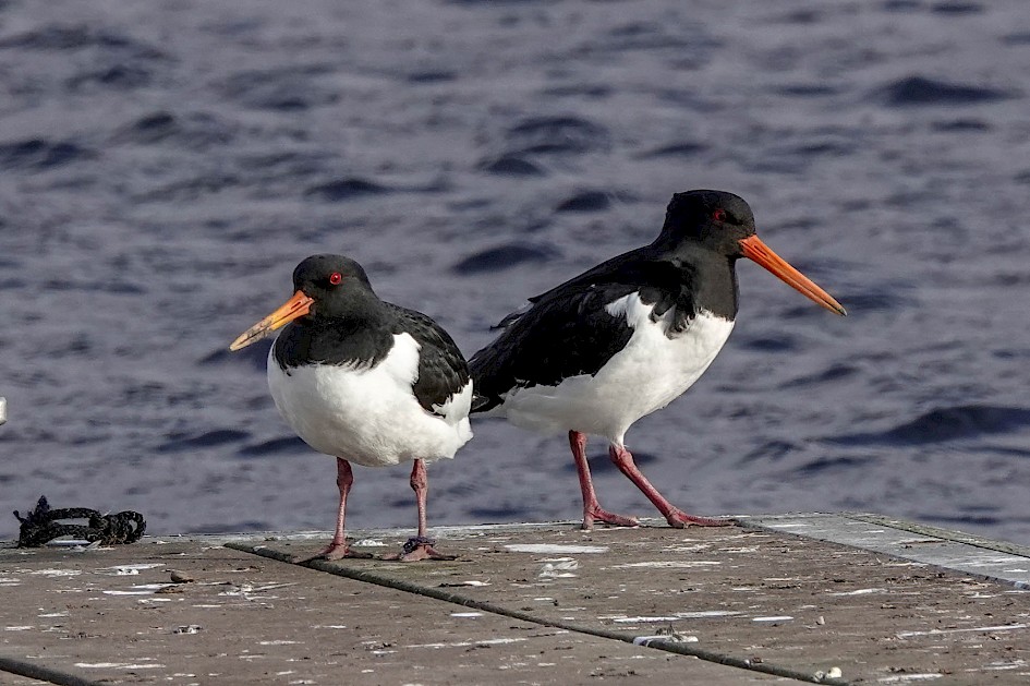 Oystercatchers, 1/500 sec. f/5.6, ISO 200, 220 mm