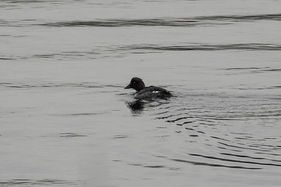 Goldeneye, 1/500 sec. f/5.6, ISO 1250, 220 mm