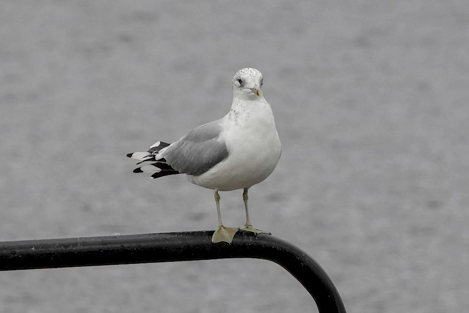 Common Gull, 1/500 sec. f/5.6, ISO 640, 198.21mm