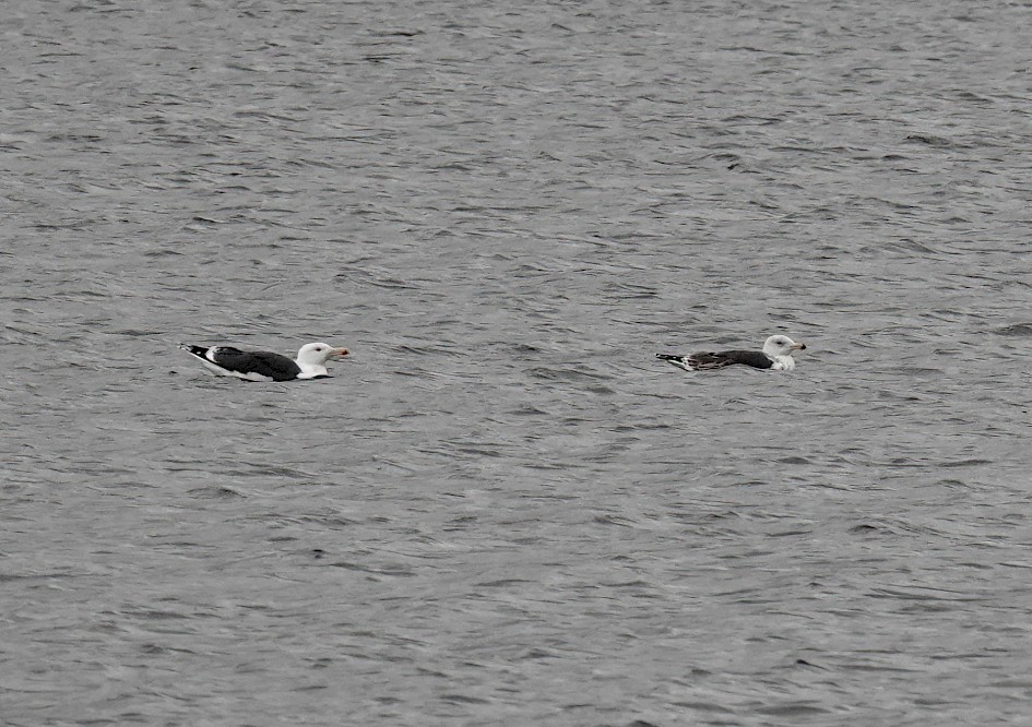 Great and Lesser Black-backs, 1/500 sec. f/5.6, ISO 500, 220mm