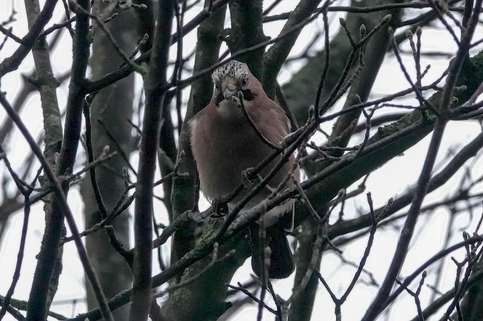 Jay, 1/500 sec. f/5.6, ISO 4000, 220 mm