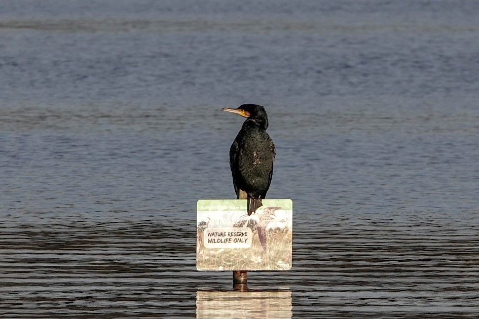 Cormorant, 1/500 sec. f/5.6, ISO 160, 220 mm