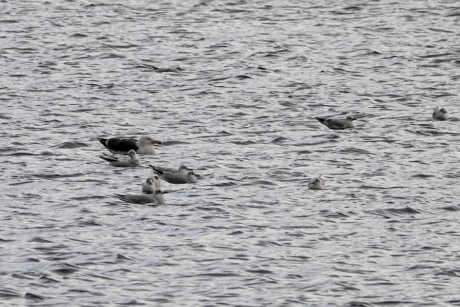 Great Black-back, 1/500 sec. f/5.6, ISO 400, 220 mm