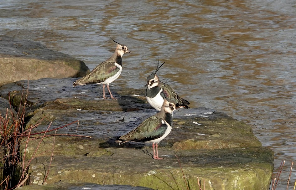 Lapwings, 1/500 sec. f/5.6, ISO 250, 220 mm