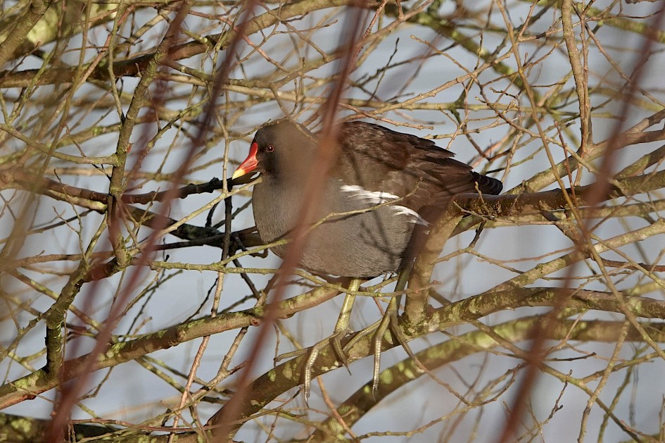 Moorhen, 1/500 sec. f/5.6, ISO 320, 220 mm