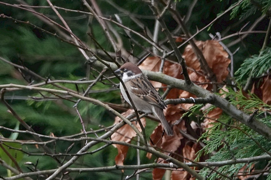 Tree Sparrow in garden, 1/500 sec. f/5.6, ISO 1000, 220 mm