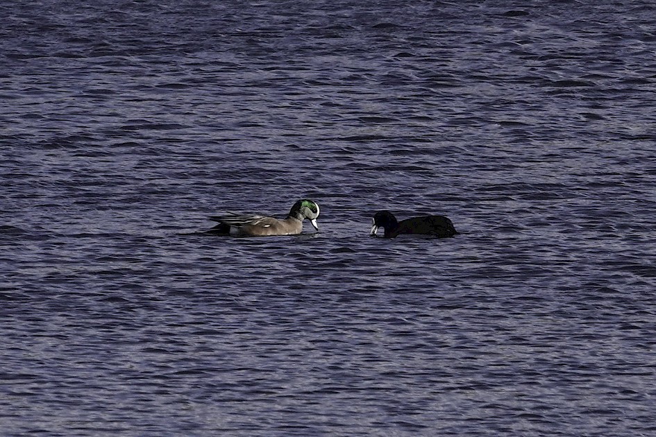 American Wigeon, 1/640 sec. f/5.6, ISO 100, 171.89 mm