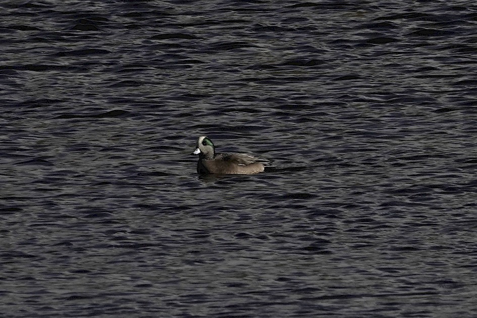 American Wigeon, 1/500sec. f/5.6, ISO 125, 220 mm