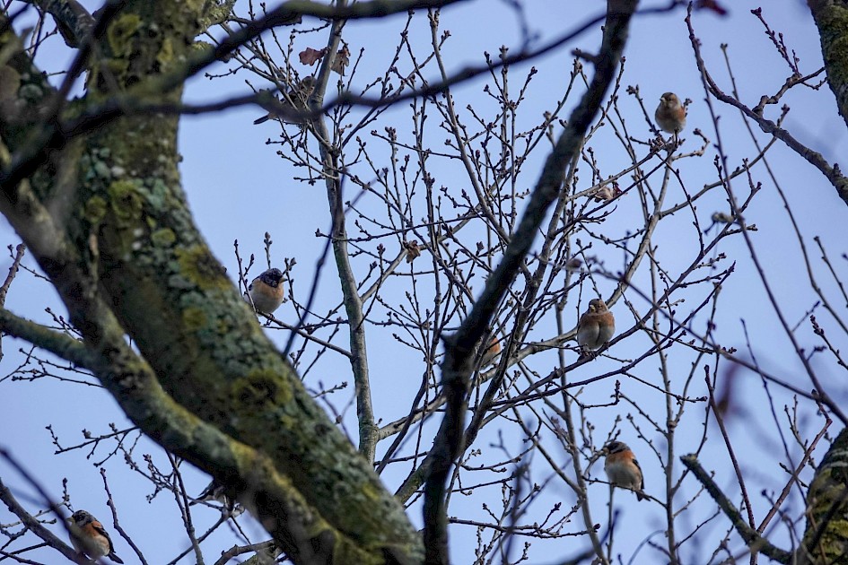 Brambling, 1/500 sec. f/5.6, ISO 160, 220 mm