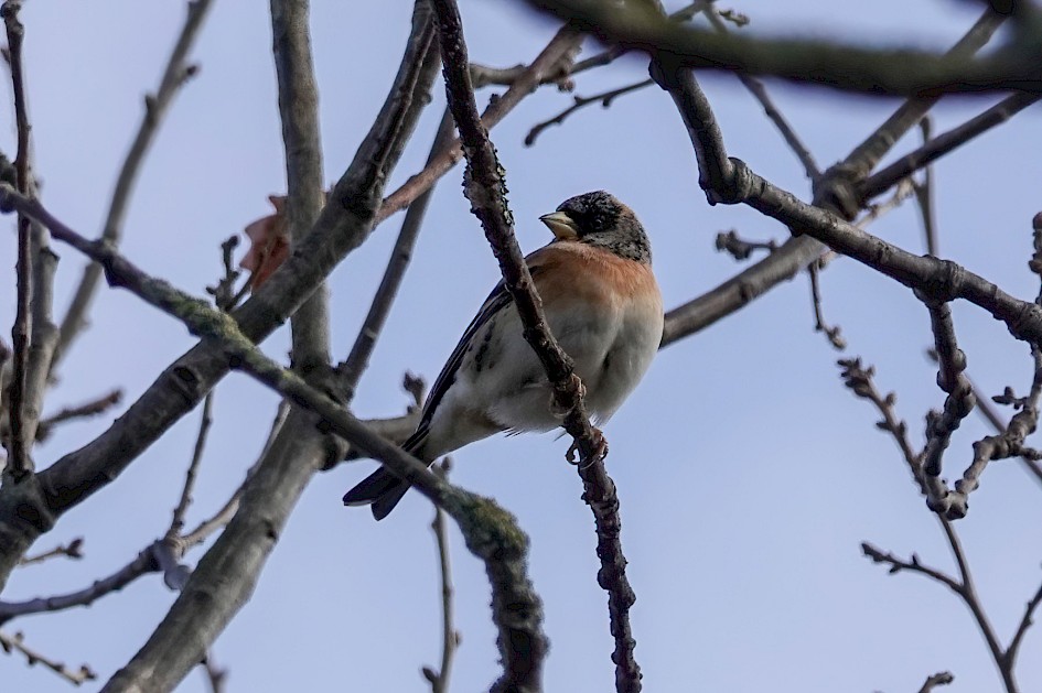 Brambling, 1/500 sec. f/5.6, ISO 160, 220 mm