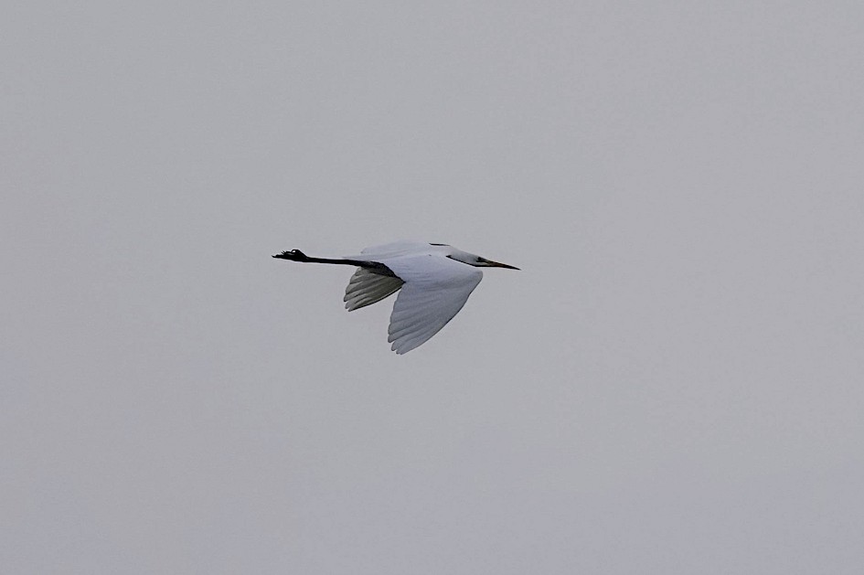 Great White Egret, 1/640 sec. f/5.6, ISO 100, 220 mm
