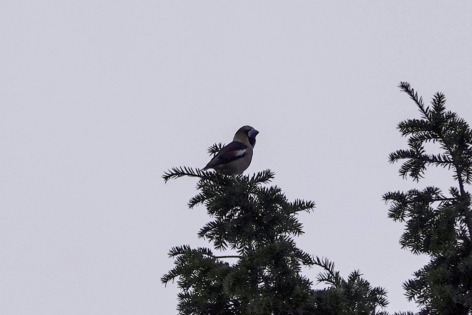 Hawfinch, 1/500 sec. f/5.6, ISO 125, 220 mm