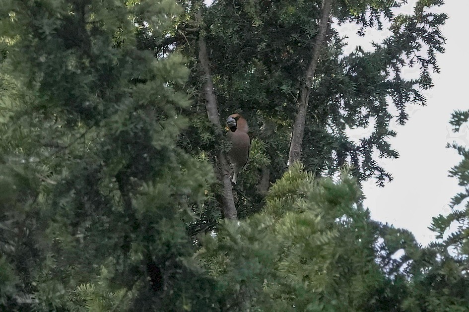 Hawfinch, 1/500 sec. f/5.6, ISO 3200, 220 mm