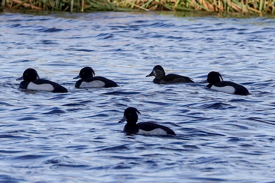 Ring-necked Duck, 1/640 sec. f/5.6, ISO 100, 220 mm