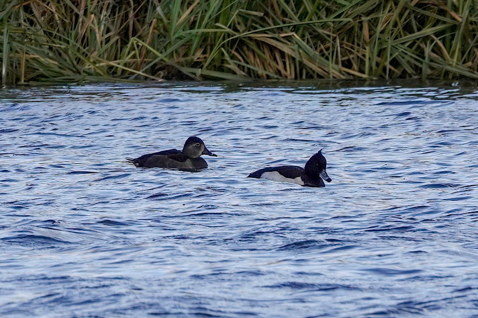 Ring-necked Duck, 1/500sec. f/5.6, ISO 100, 220 mm