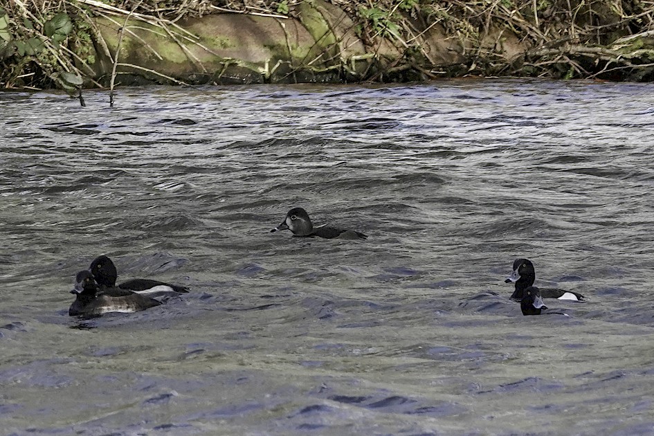 Ring-necked Duck, 1/500sec. f/5.6, ISO 250, 220 mm