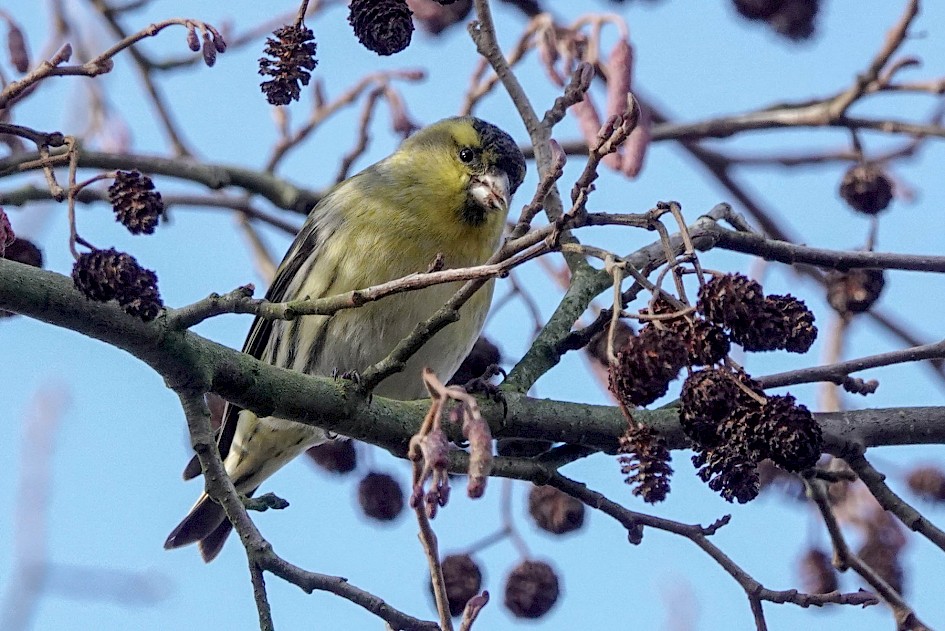 Siskin, 1/500 sec. f/5.6, ISO 640, 220 mm