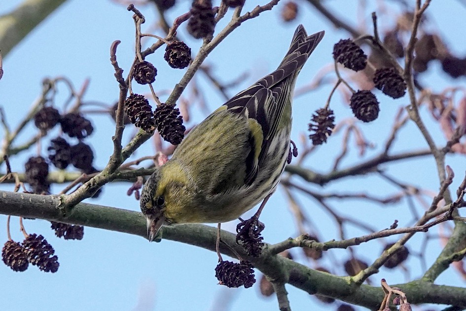 Siskin, 1/500 sec. f/5.6, ISO 640, 220 mm