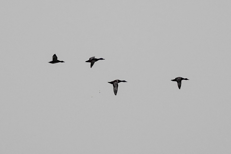 Gadwall, 1/500 sec. f/5.6, ISO 640, 220 mm