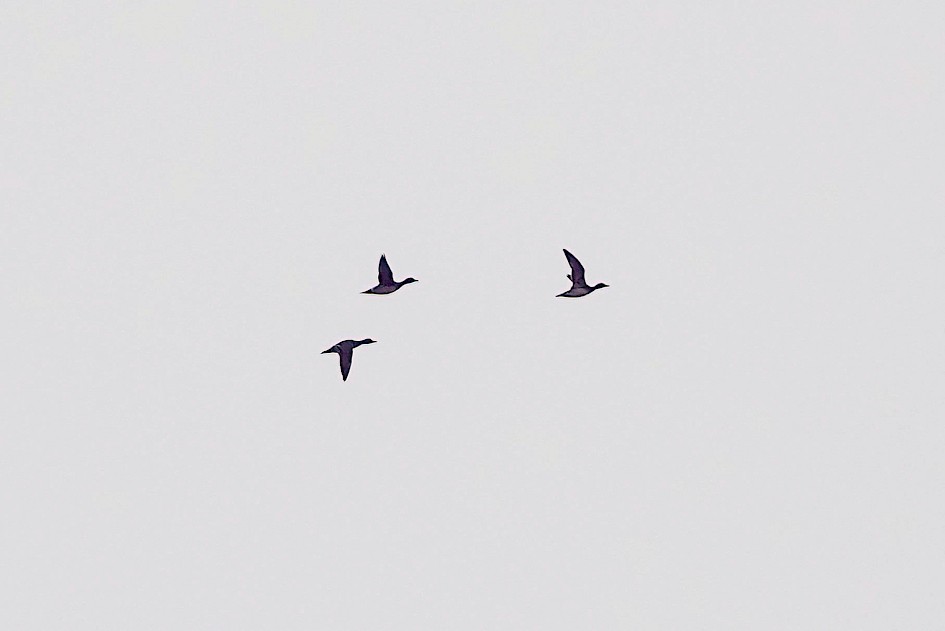 Wigeon, 1/500 sec. f/5.6, ISO 250, 220 mm