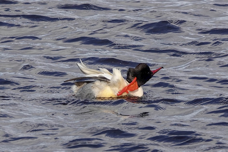 Goosander, 1/500 sec. f/5.6, ISO 160, 220 mm