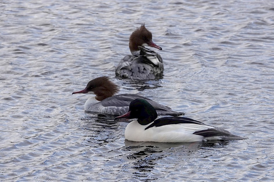 Goosandesr, 1/500 sec. f/5.6, ISO 250, 220 mm
