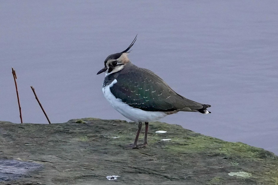 Lapwing, 1/500 sec. f/5.6, ISO 1600, 220 mm