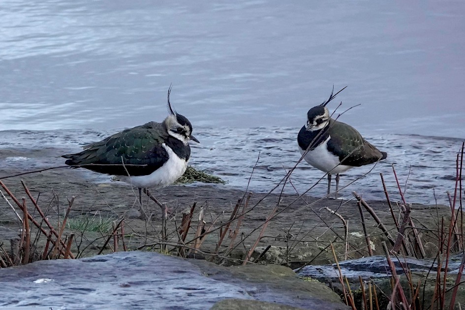 Lapwings, 1/500 sec. f/5.6, ISO 1250, 220 mm