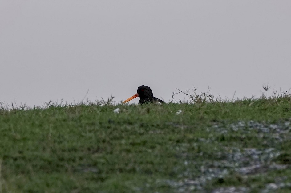 Oystercatcher, 1/500 sec. f/5.6, ISO 125, 220 mm