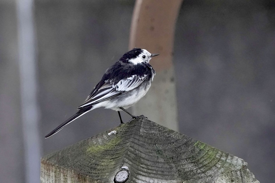Pied Wagtail, 1/500 sec. f/5.6, ISO 2500, 220 mm
