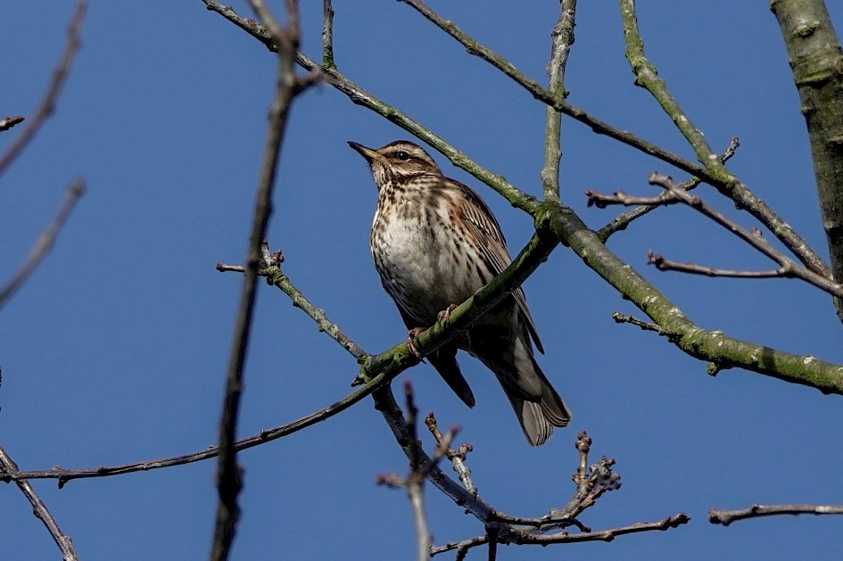Redwing, 1/500 sec. f/5.6, ISO 200, 220 mm