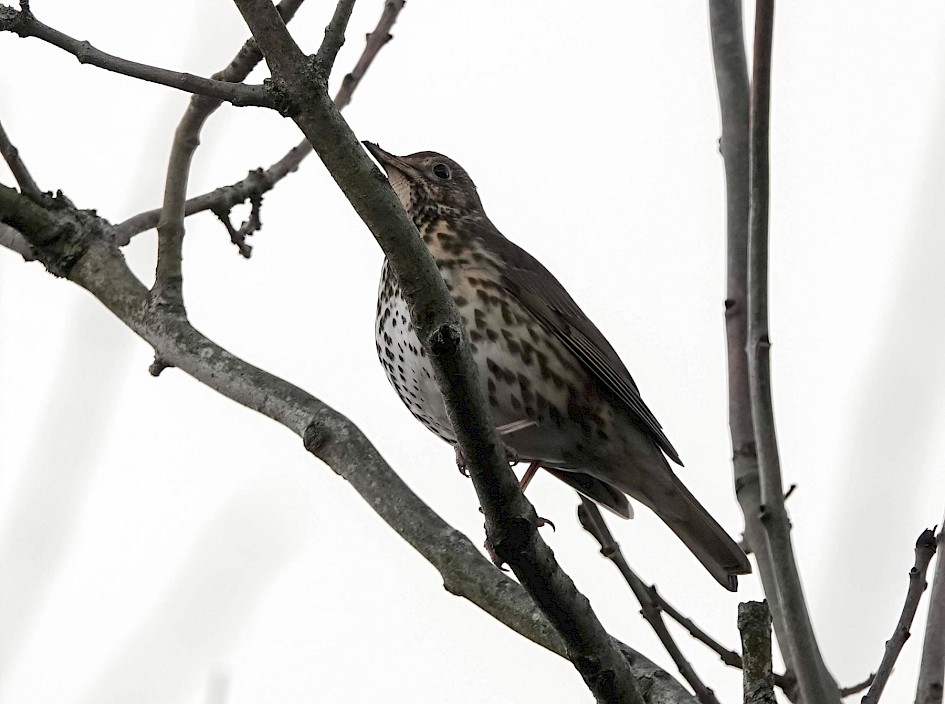 Song Thrush, 1/500 sec. f/5.6, ISO 250, 220 mm