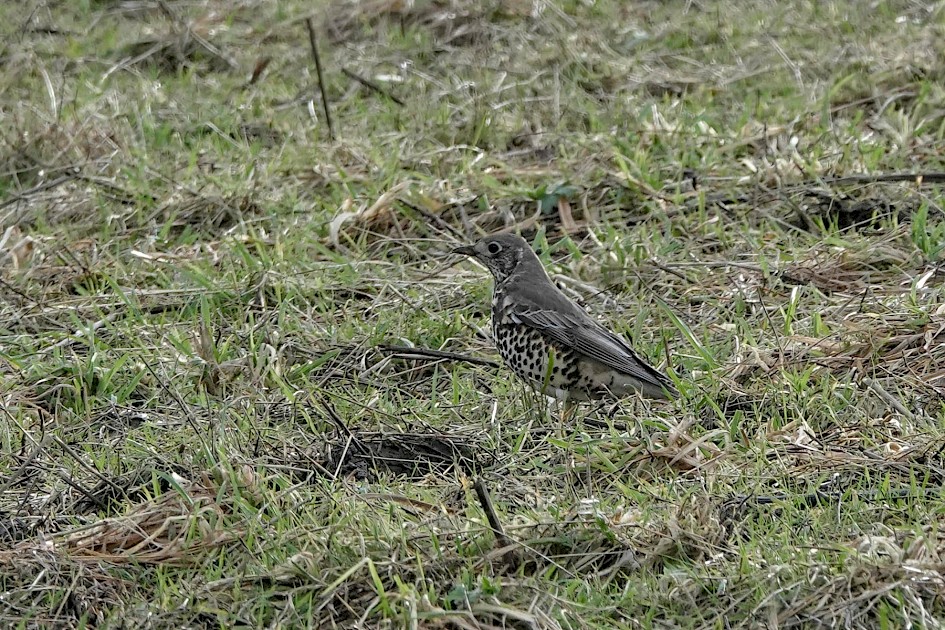 Mistle Thrush, 1/500 sec. f/6.3, ISO 500, 220 mm