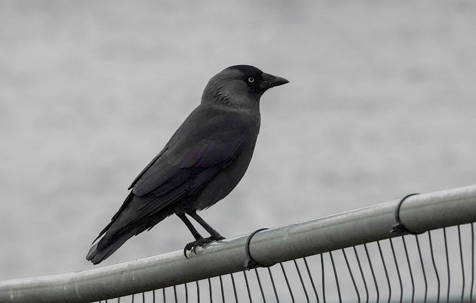 Jackdaw, 1/500 sec. f/6.3, ISO 4000, 220 mm