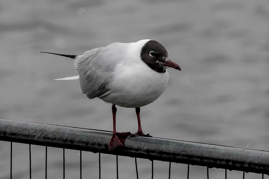 Black-headed Gull, 1/500 sec. f/6.3, ISO 1250, 220 mm