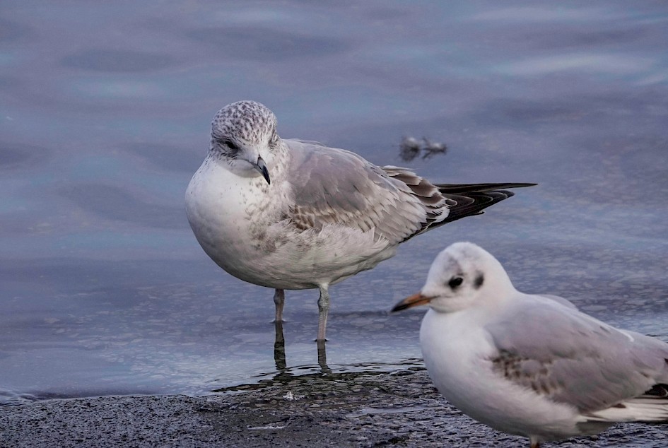 Common Gull, 1/125sec. f/5.6, ISO 200, 220 mm