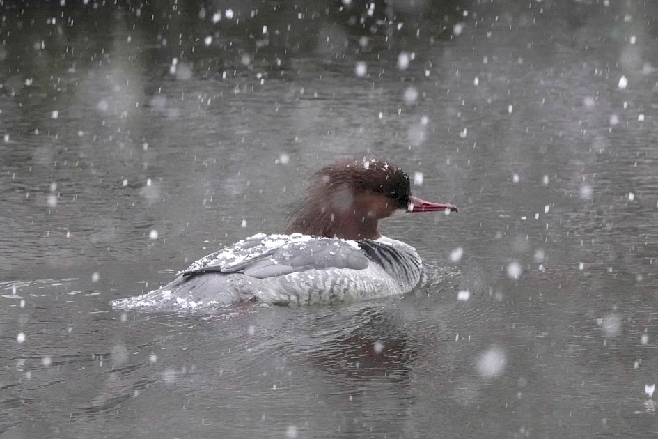 Goosander, 1/500 sec. f/6.3, ISO 6400, 220 mm