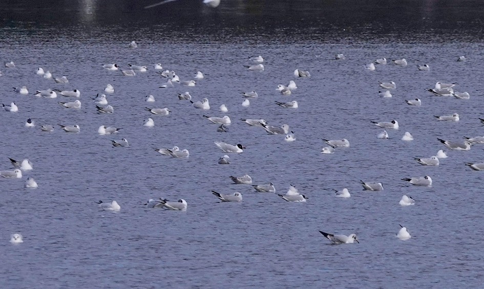 Mediterranean Gull, 1/125sec. f/5.6, ISO 200, 220 mm