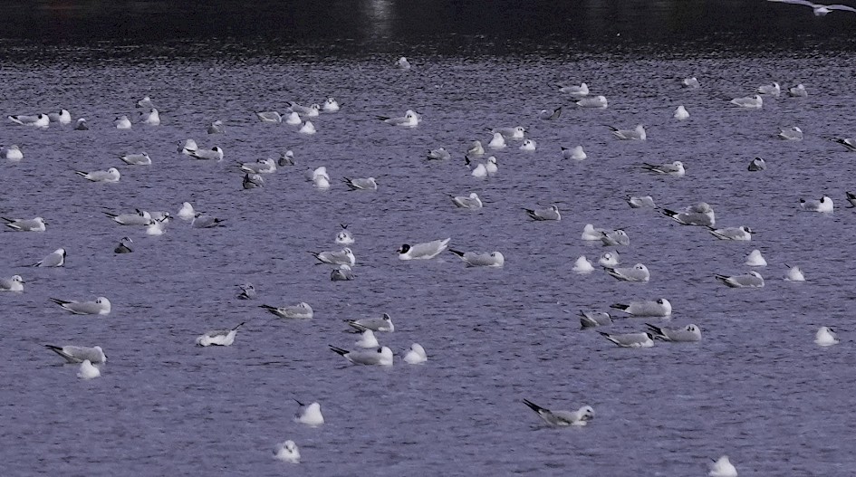 Mediterranean Gull, 1/125sec. f/5.6, ISO 200, 220 mm
