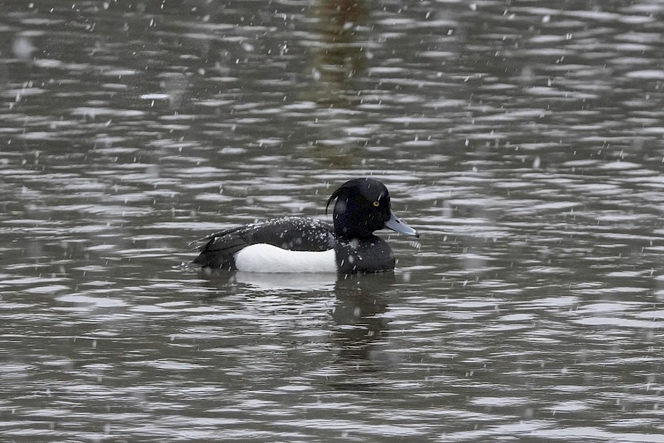 Tufted Duck, 1/500 sec. f/5.6, ISO 2000, 220 mm