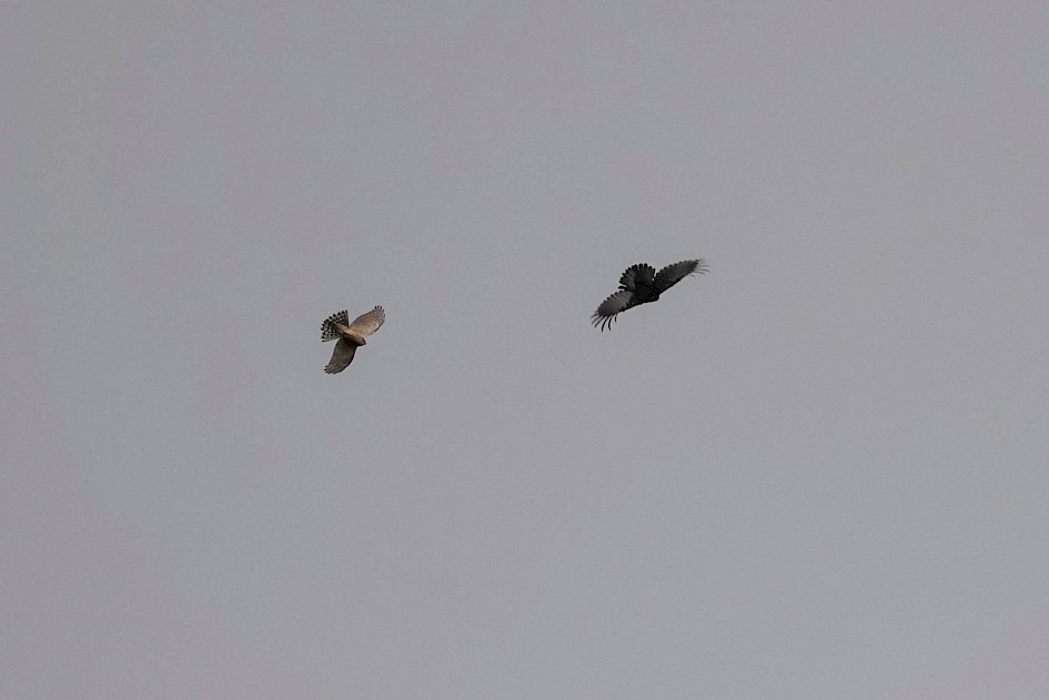 1/640 sec. f/5.6, ISO 100, 220 mm