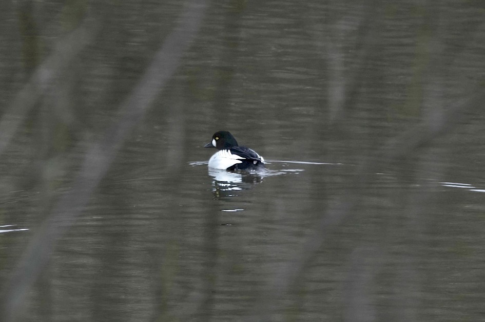 Goldeneye, 1/250 sec, f/5.6, ISO 400, 220 mm