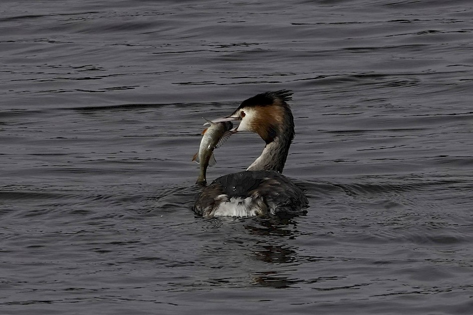 Great Crested Grebe, 1/500sec, f/5.6, ISO 100, 220 mm