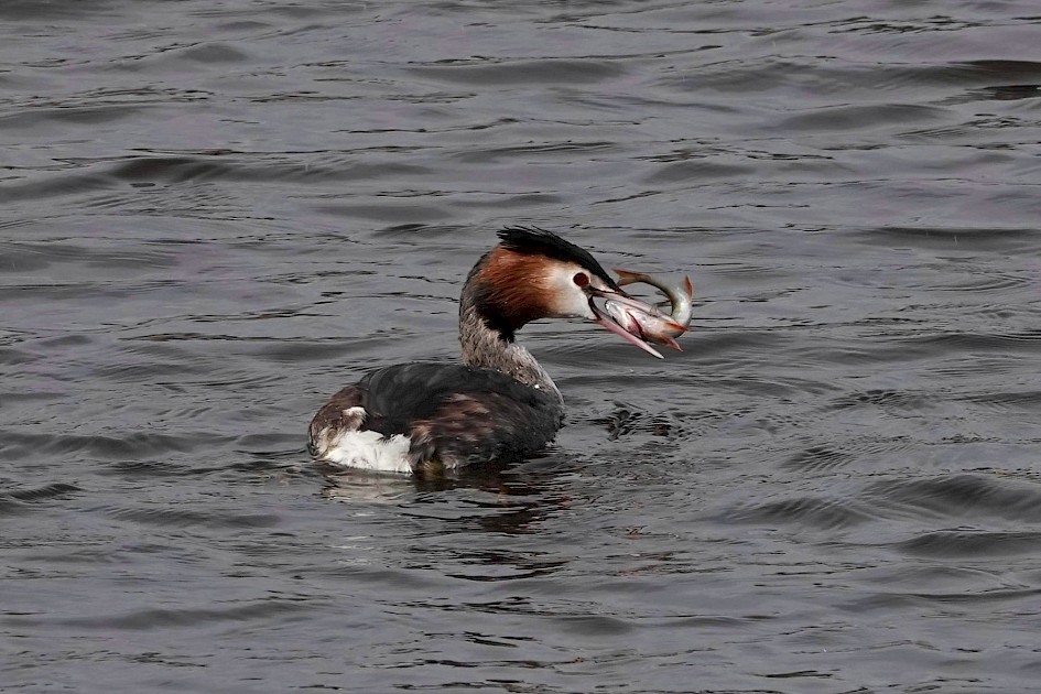 Great Crested Grebe, 1/400 sec, f/5.6, ISO 100, 220 mm
