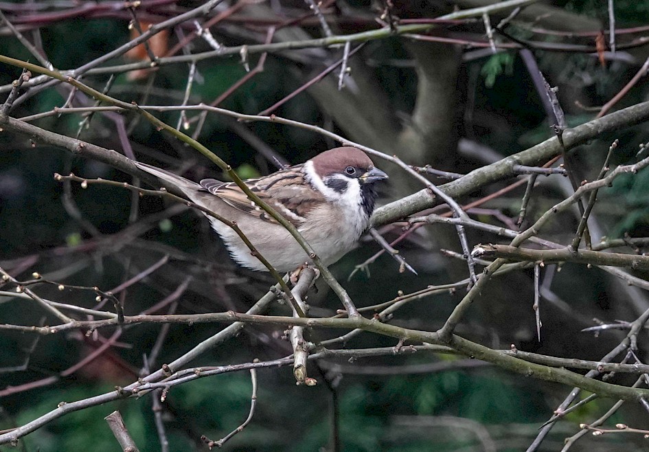 Tree Sparrow, 1/250 sec. f/5.6, ISO 1000, 220 mm