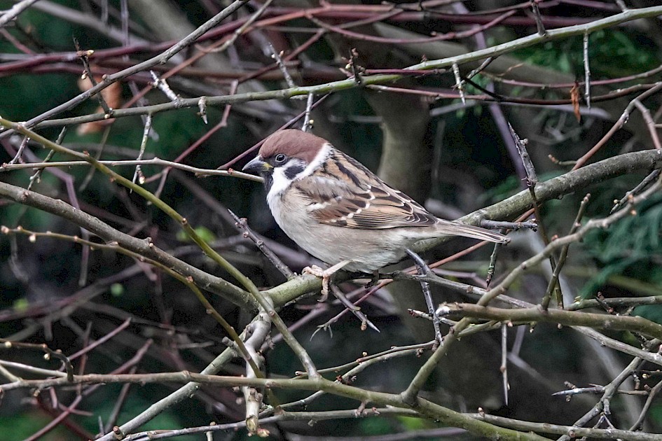 Tree Sparrow, 1/125sec. f/5.6, ISO 500, 220 mm