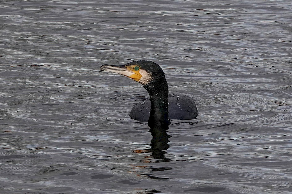Cormorant, 1/320 sec. f/5.6, ISO 100, 220 mm