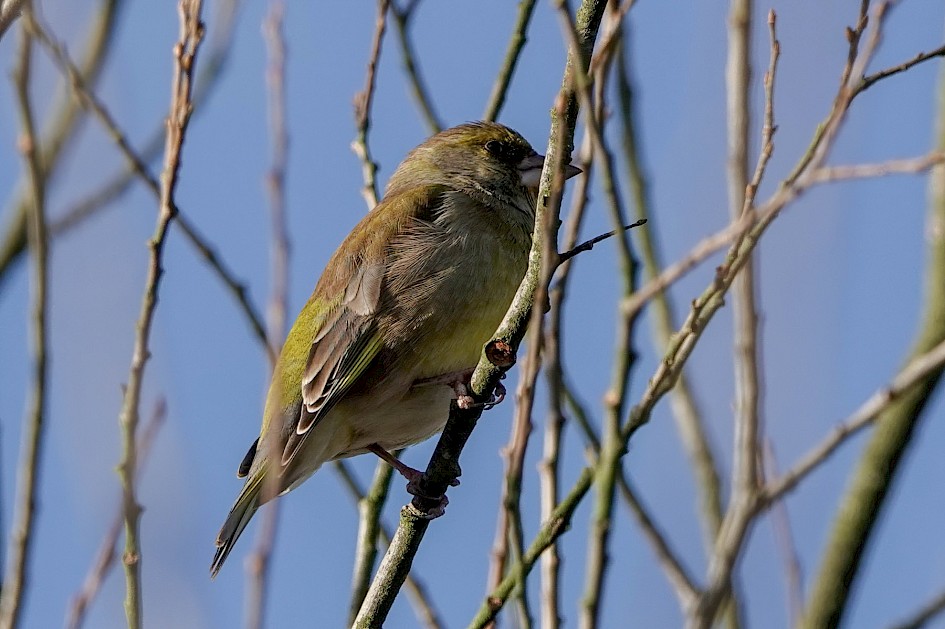 Greenfinch, 1/320 sec. f/5.6, ISO 100, 220 mm
